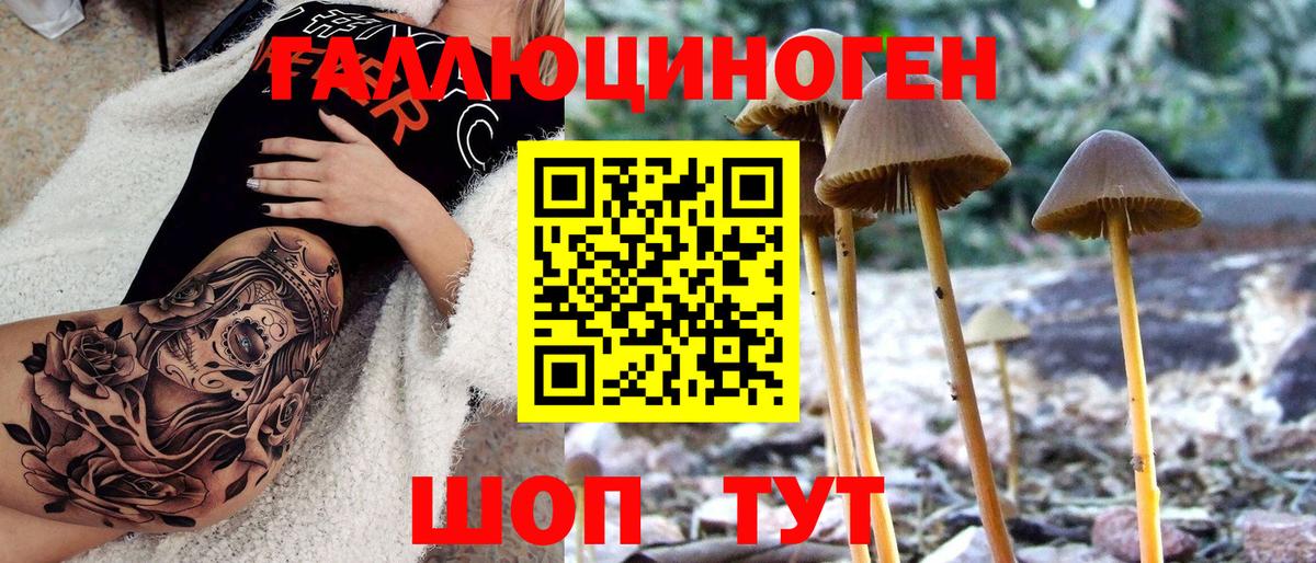 Галлюциногенные грибы Cubensis  Касимов  Псилоцибиновые грибы Cubensis 