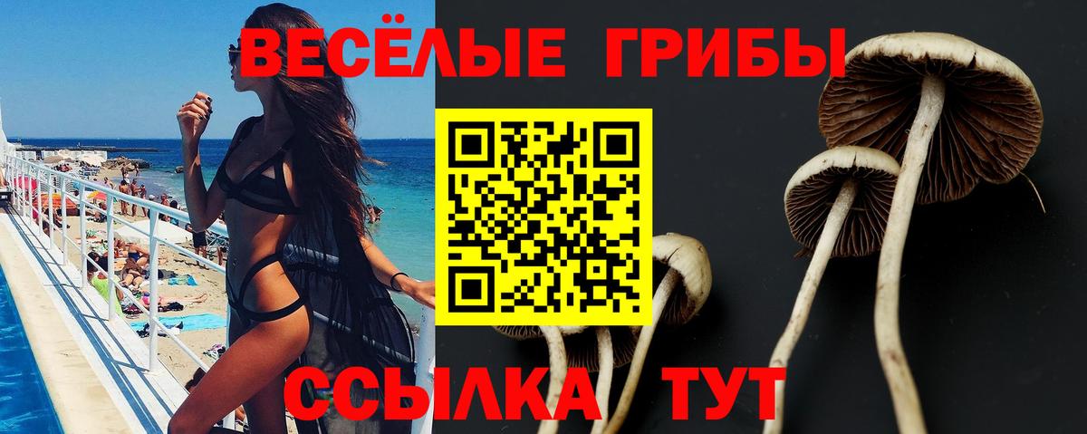 Псилоцибиновые грибы Cubensis Касимов